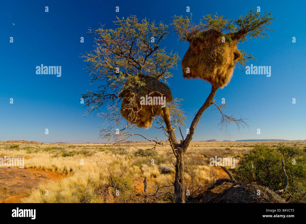 Webervogel, Nester, Südafrika Stockfoto