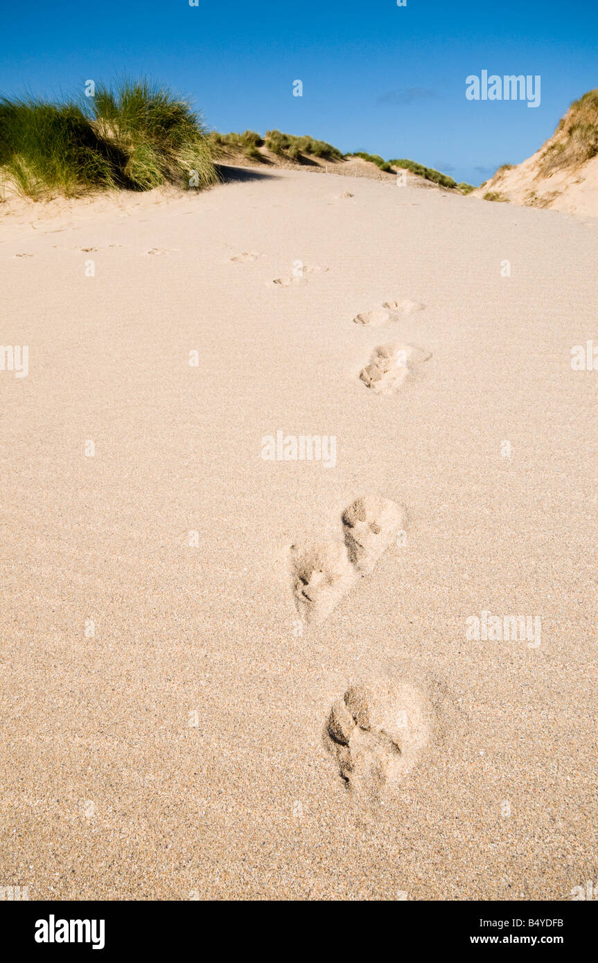 Hund Pfote Markierungen auf weichen Sand Holywell Bay, Cornwall, England Stockfoto