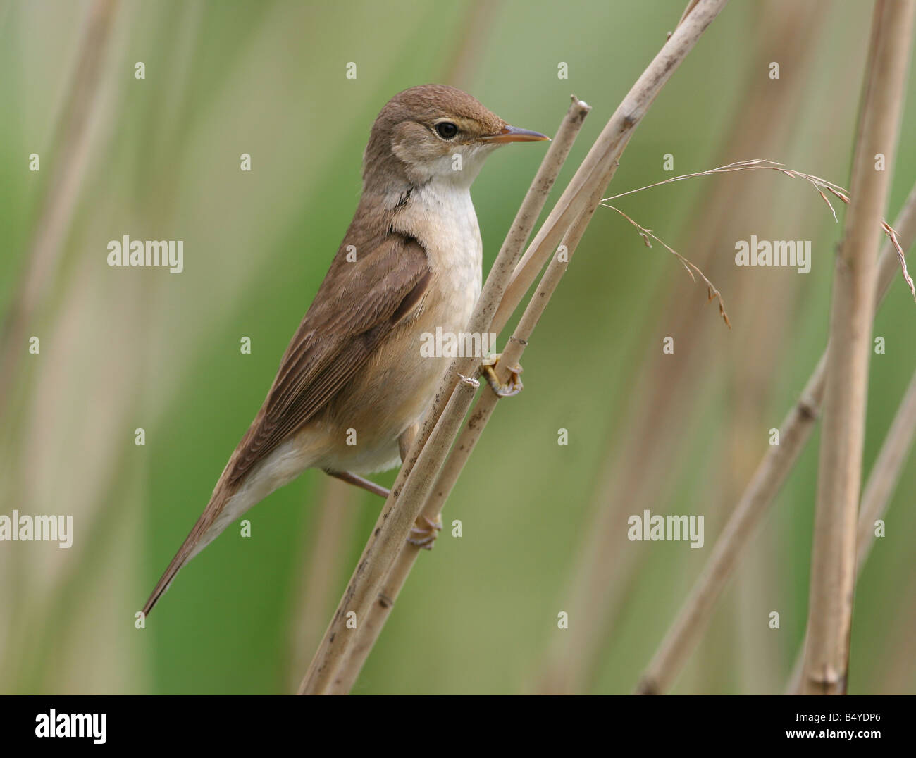 Europäische Rohrsänger (Acrocephalus Scirpaceus) Stockfoto