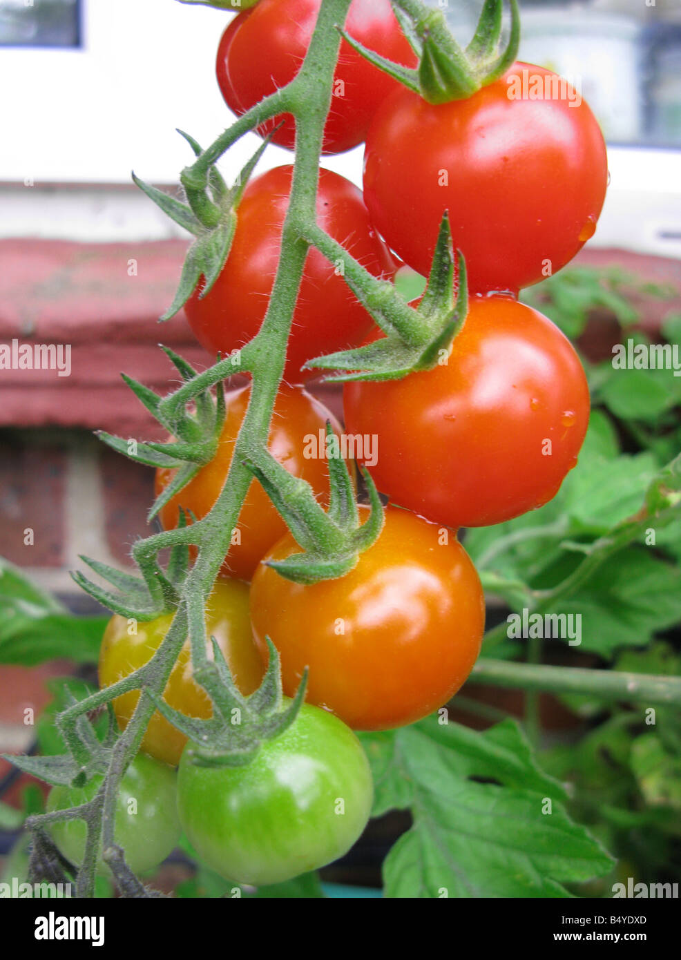 biologisch angebaute Tomaten in Kübeln auf der Terrasse Stockfotografie