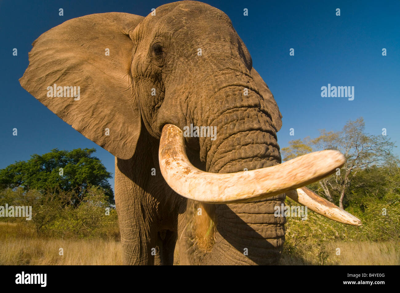Elefant Tembo, Elephant Sanctuary Hazyview, Mpumalanga, Südafrika Stockfoto