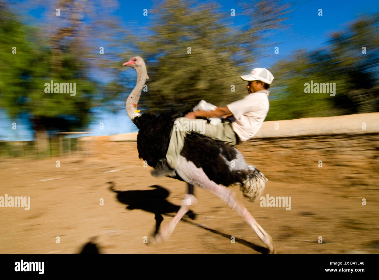 Strauß-jockey, Bauernhof, Outshoorn, Western Cape, Südafrika Stockfoto