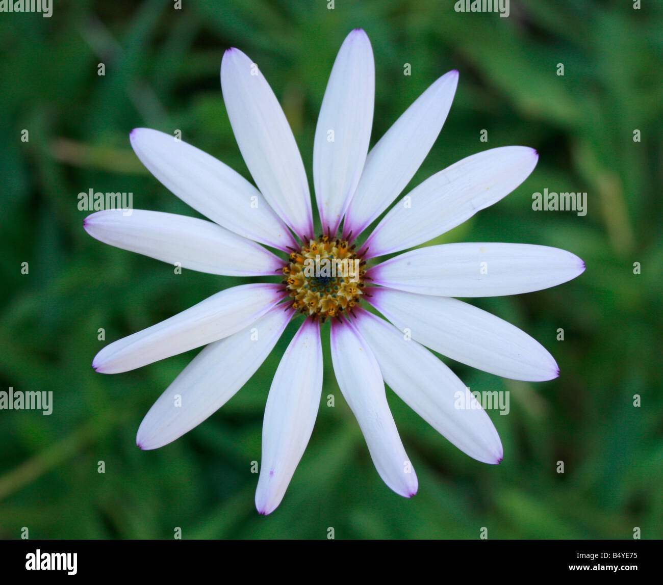Osteospermum / Daisy Stockfoto