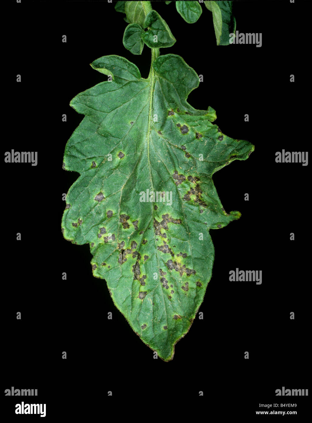Bakterielle Fäulnis Xanthomonas Campestris Infektion auf eine Tomate Stockfoto