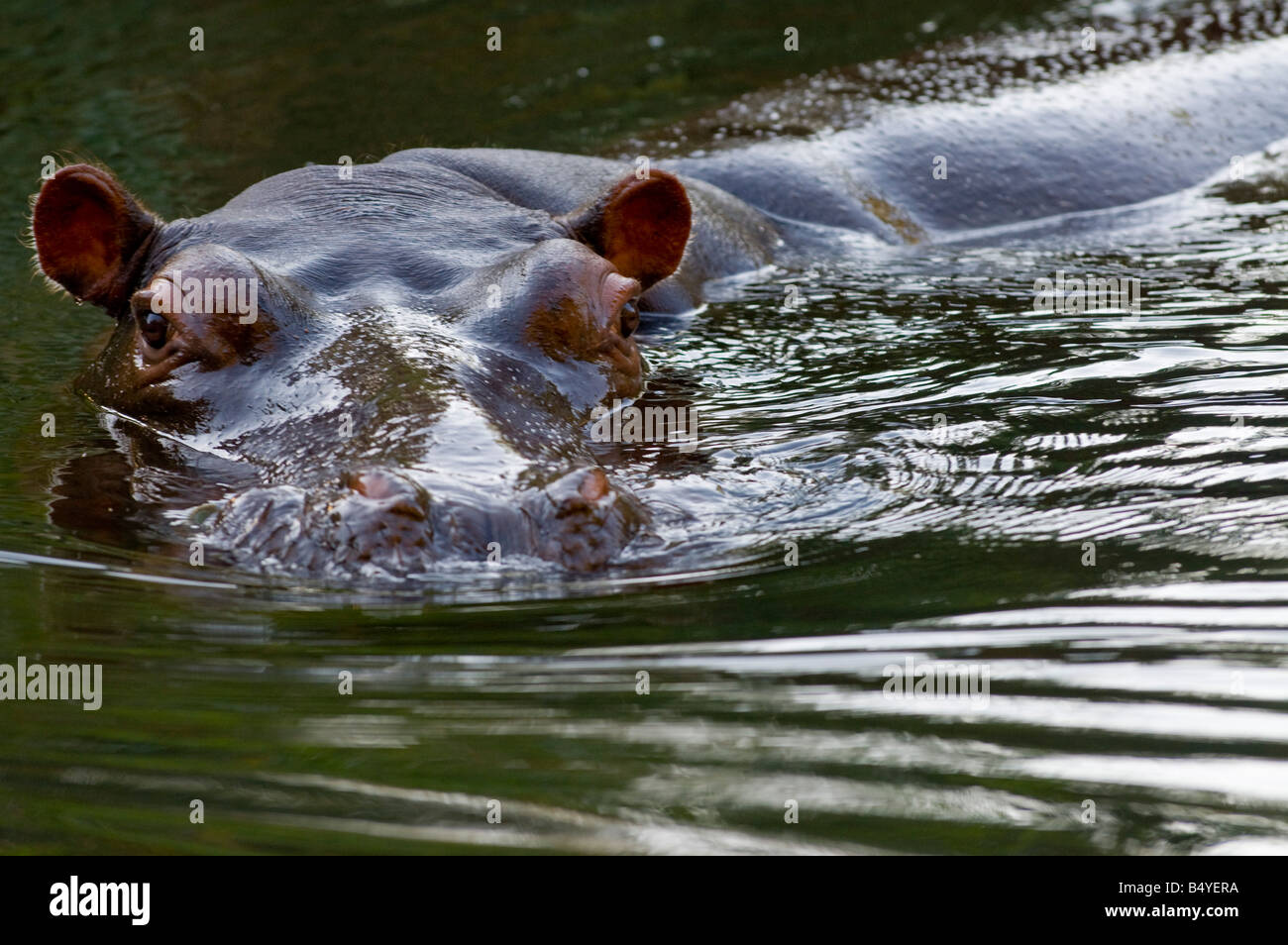 Jessica, Hippo, Hoedspruit, Limpopo, Südafrika Stockfoto