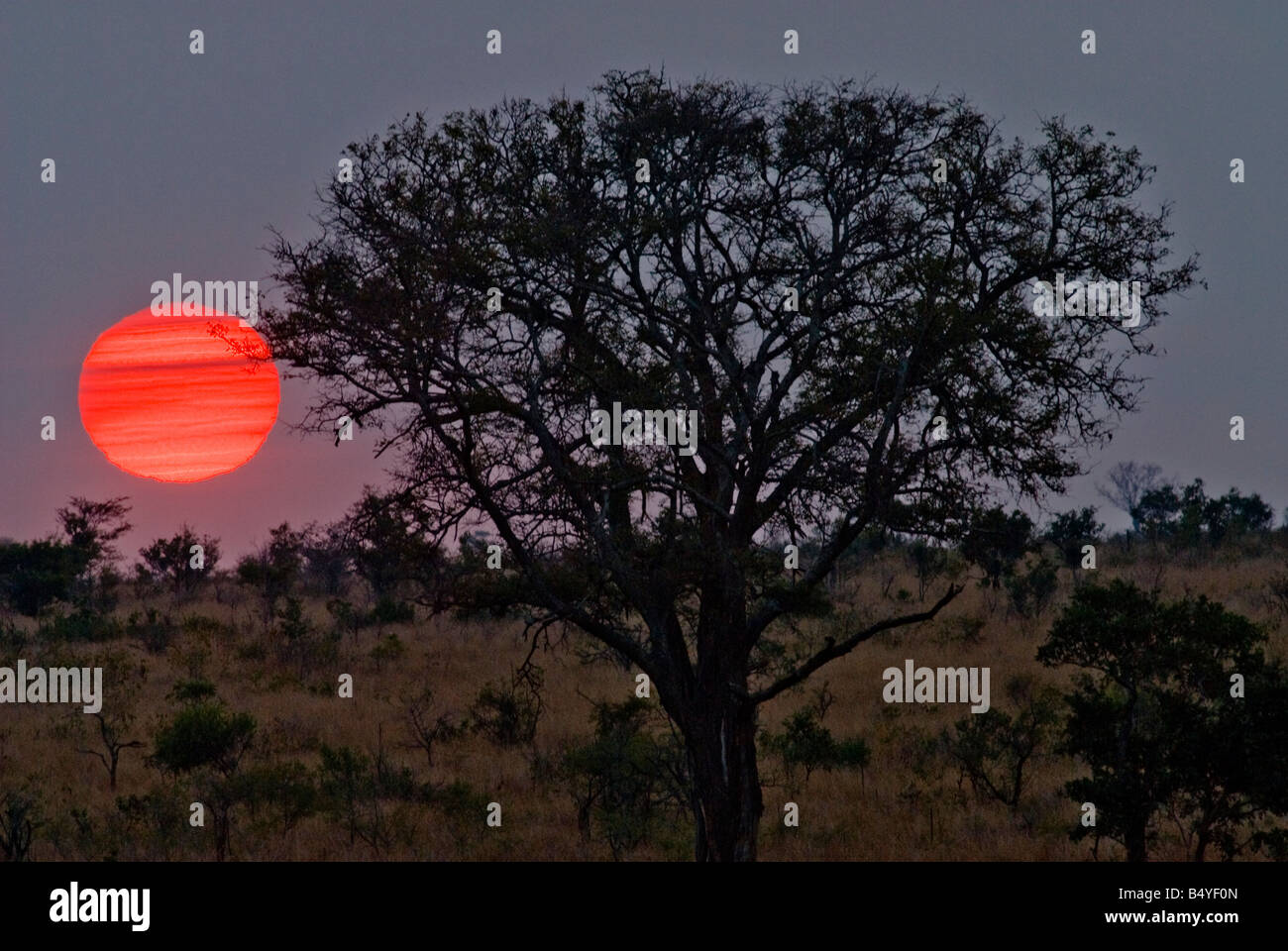 Sonnenuntergang, Kruger National Park, Mpumalanga, Südafrika Stockfoto