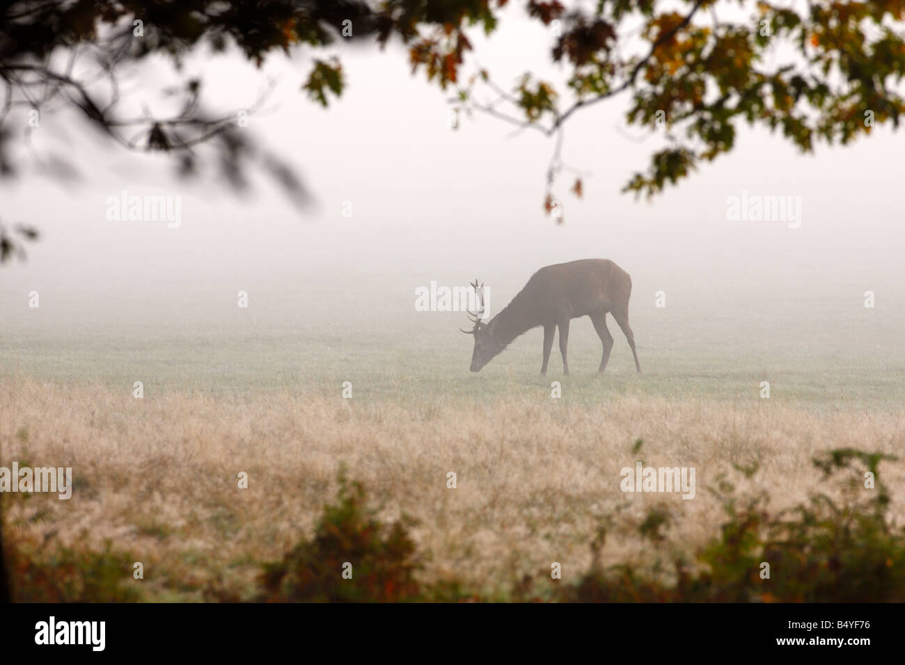 Rothirsch Cervus Elaphus Fütterung in Waldlichtung Richmond Park London Stockfoto