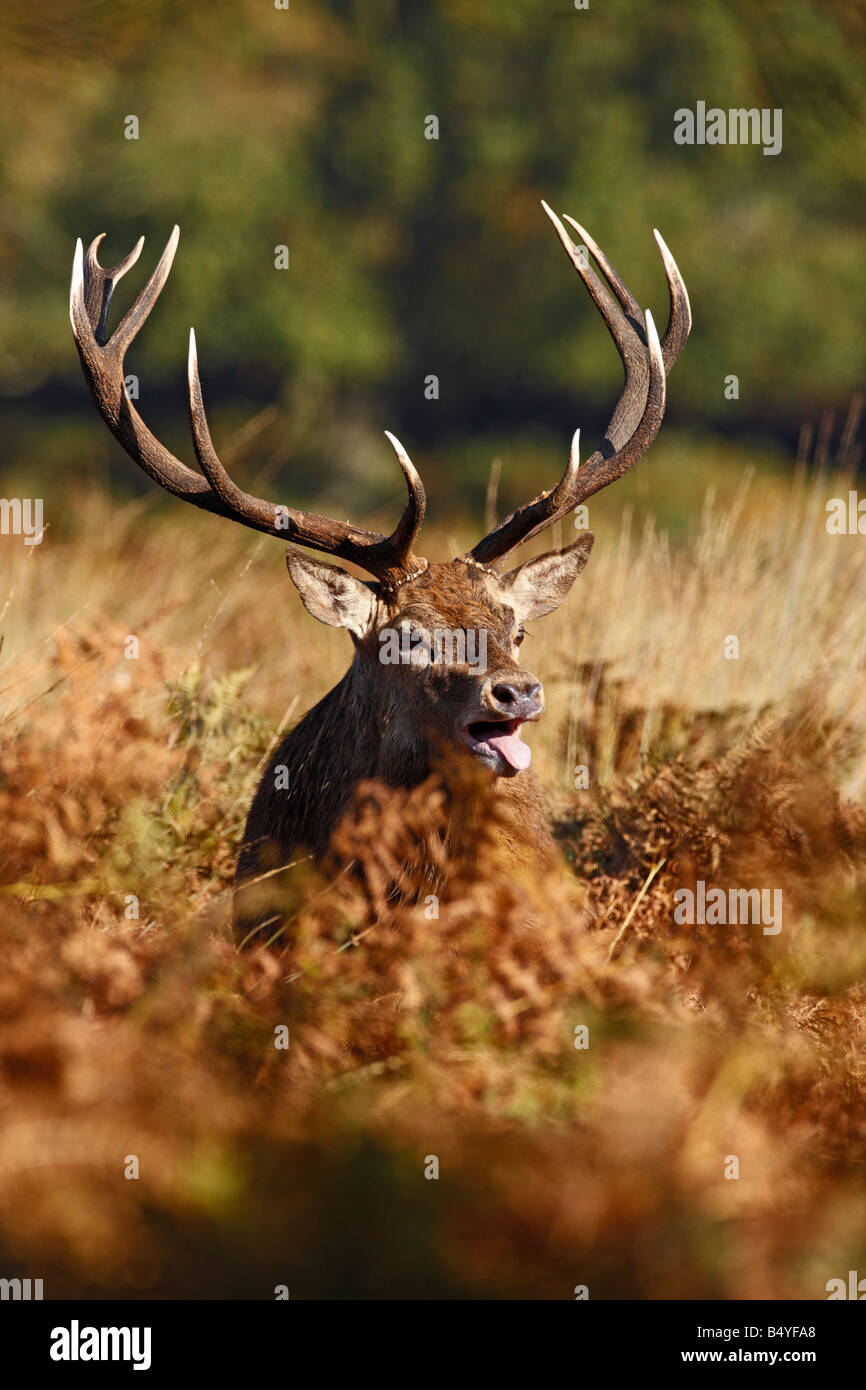 Rothirsch Cervus Elaphus Hirsch brüllen Richmond Park in London Stockfoto