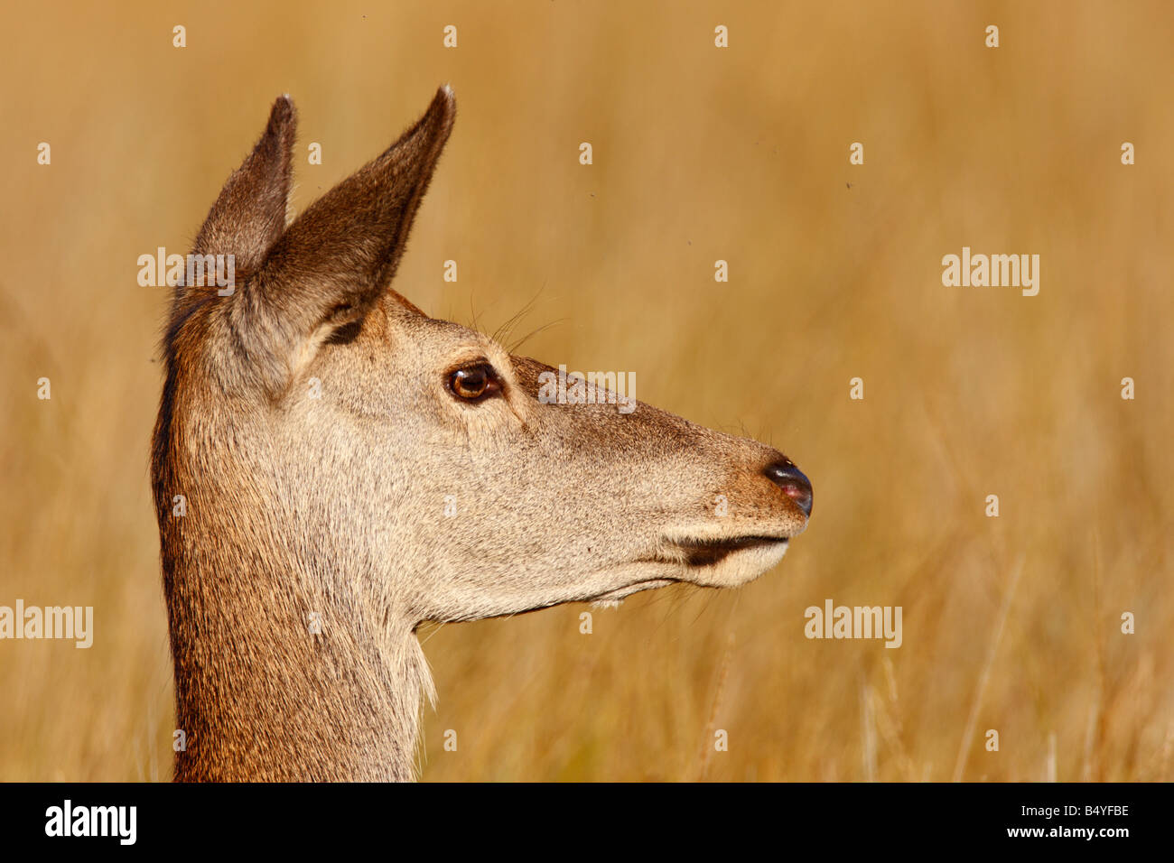 Rothirsch Cervus Elaphus Hind Nahaufnahme des Kopfes Richmond Park London Stockfoto