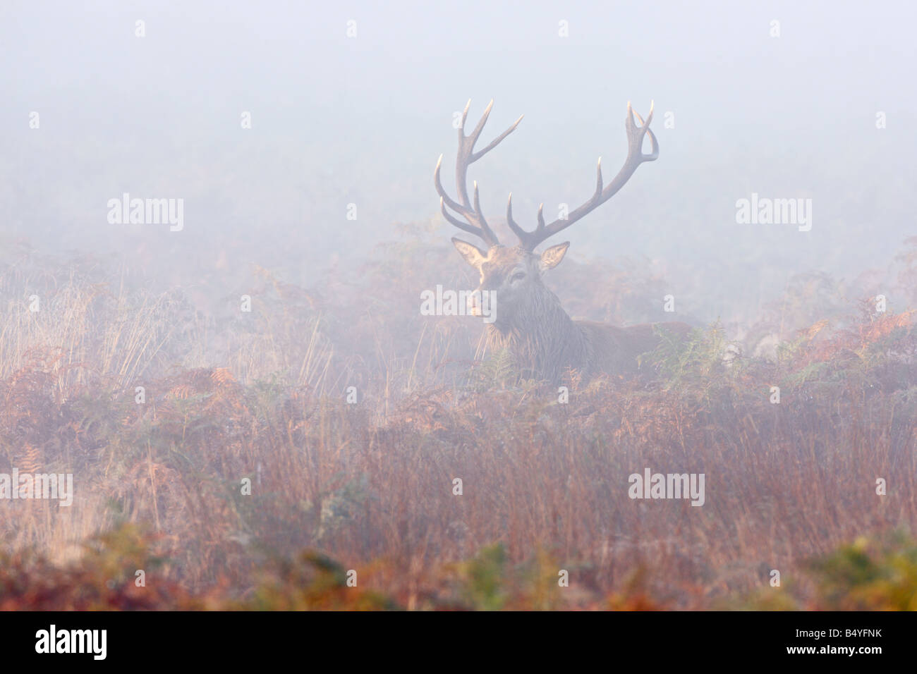 Rothirsch Cervus Elaphus Hirsch Warnung im Nebel Richmond Park in London suchen Stockfoto