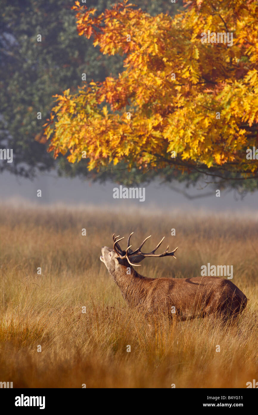 Rothirsch Cervus Elaphus Hirsch brüllen Richmond Park in London Stockfoto