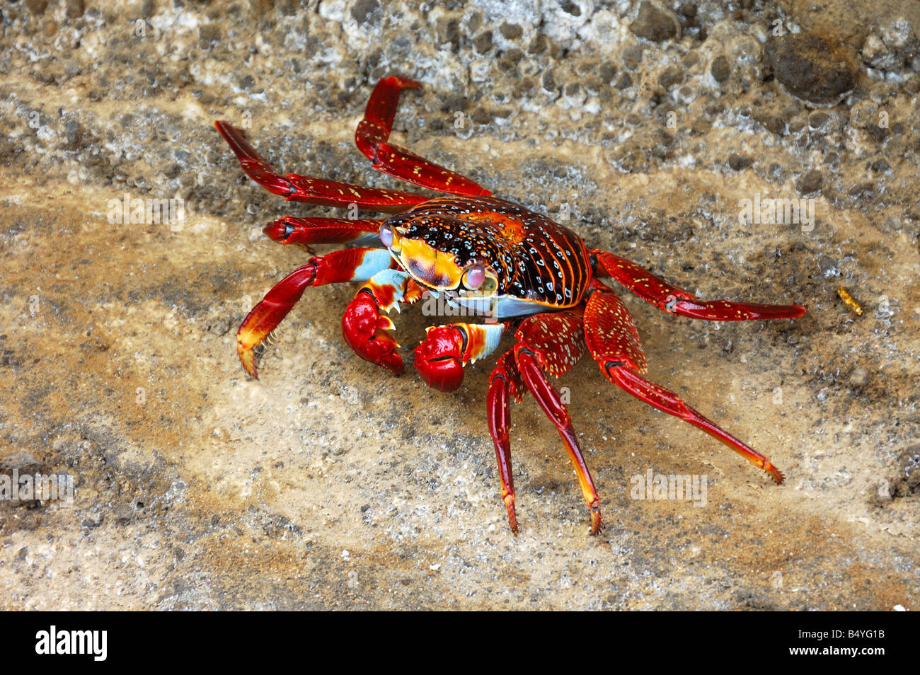 Sally lightfoot Krabben Grapsus Grapsus Galapagosinseln Ecuador Südamerika Stockfoto