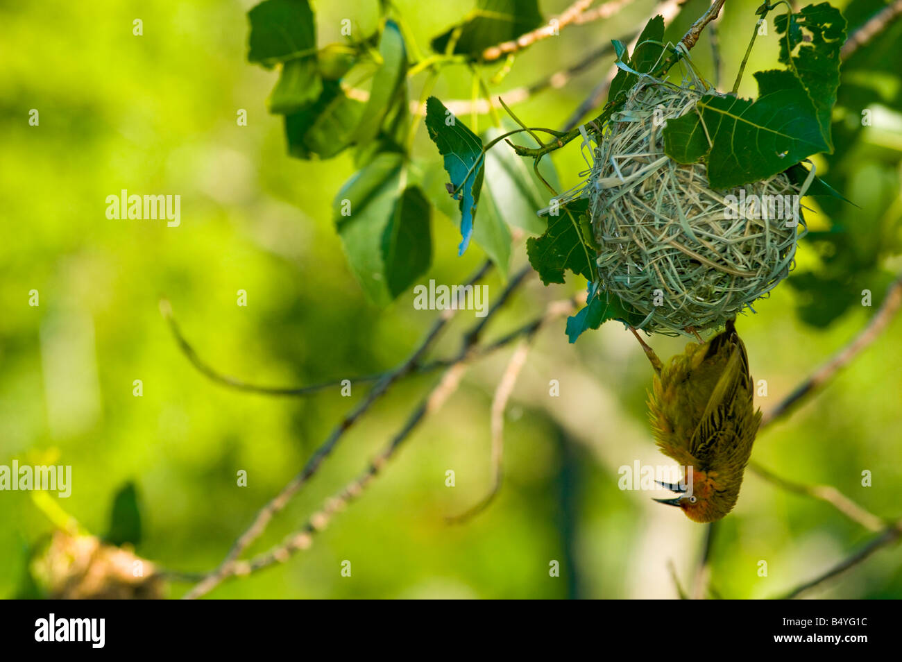 Nest, Webervogel, Südafrika Stockfoto