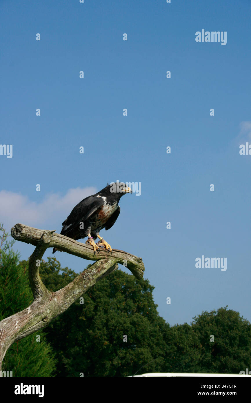 Schakal Bussard auf einem Hochsitz an der Raptor Centre in Groombridge Kent Stockfoto