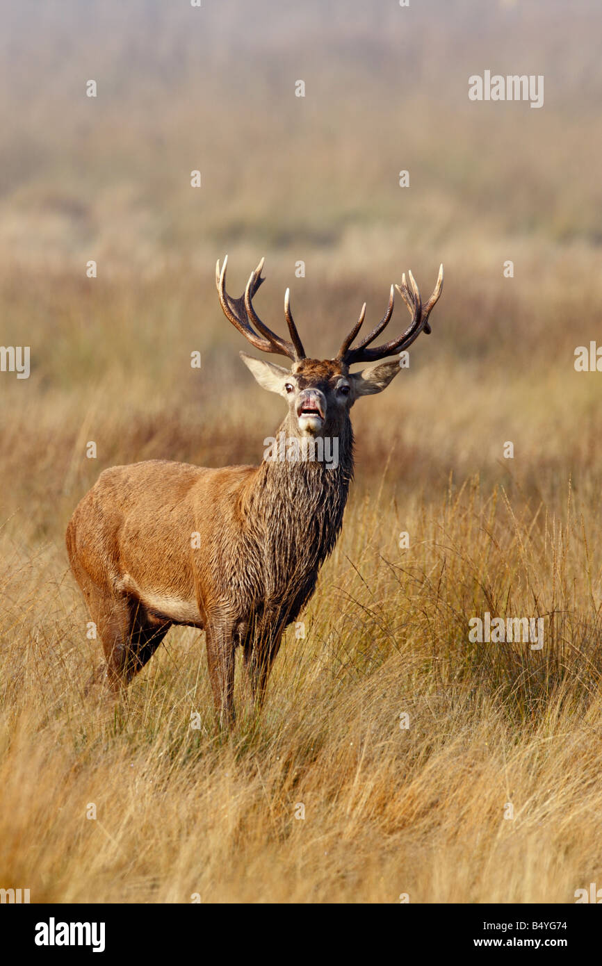 Rothirsch Cervus Elaphus Hirsch stehend alert Richmond Park in London suchen Stockfoto