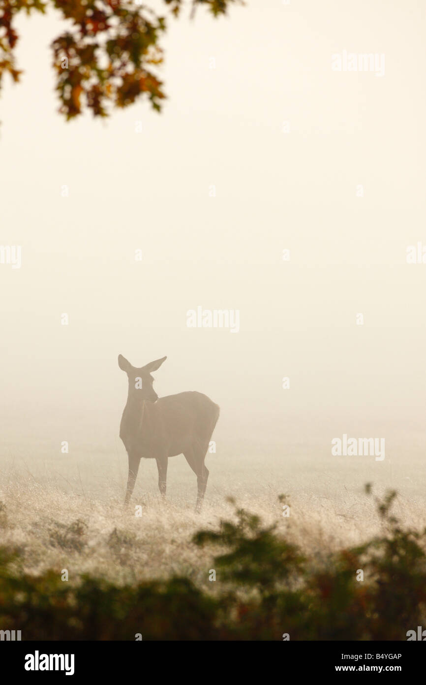 Rothirsch Cervus Elaphus Hind stehenden Warnung im frühen Morgennebel Richmond Park in London suchen Stockfoto