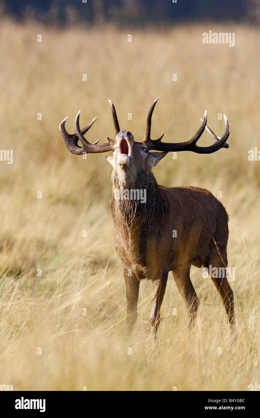 Rothirsch Cervus Elaphus Hirsch brüllen Kopf auf Richmond Park London Stockfoto