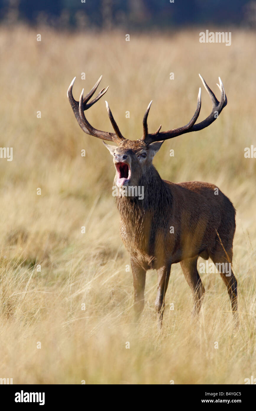 Rothirsch Cervus Elaphus Hirsch brüllen Kopf auf Richmond Park London Stockfoto