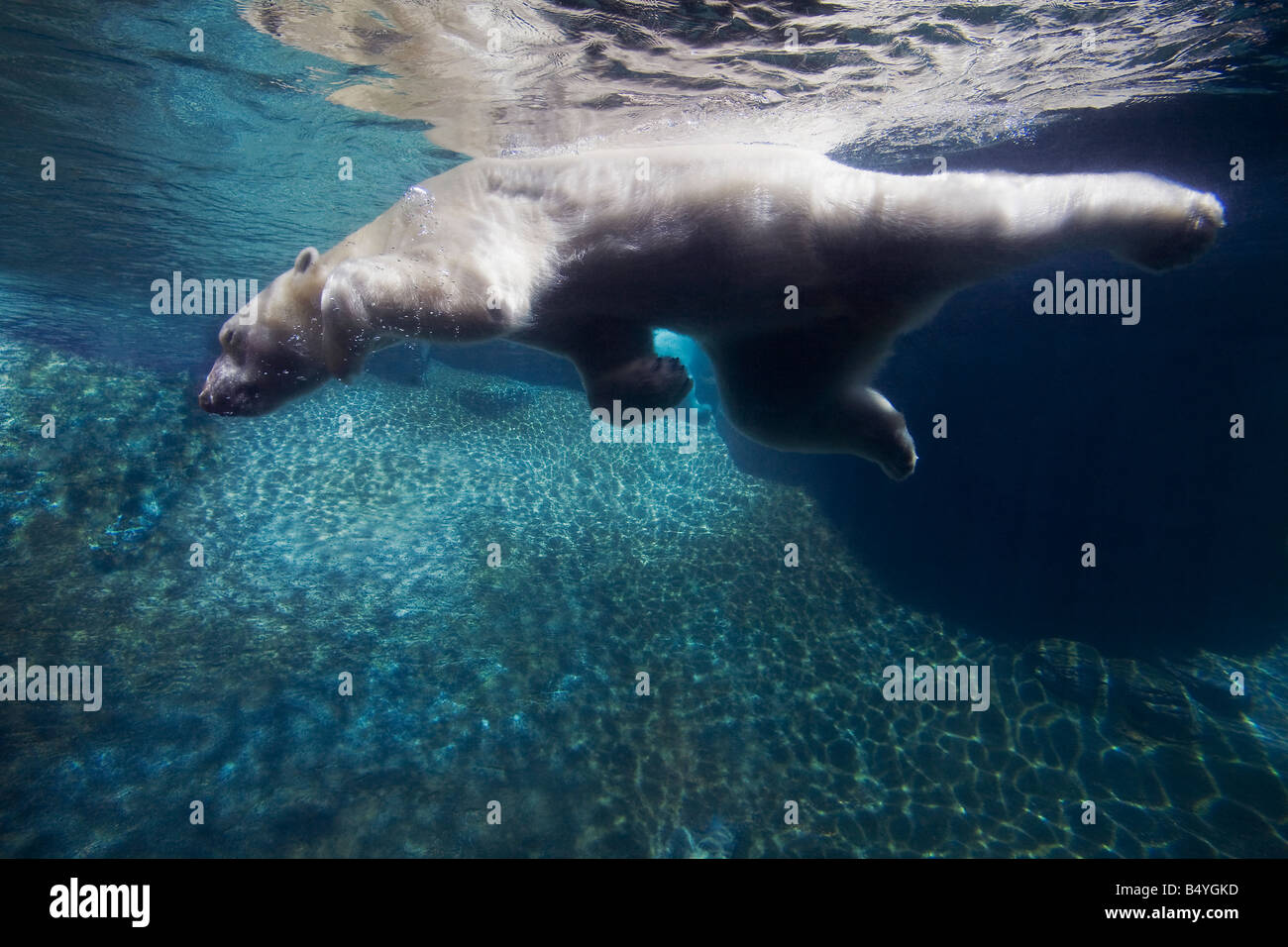 Eisbär (Ursus Maritimus) Schwimmen unter Wasser Stockfoto