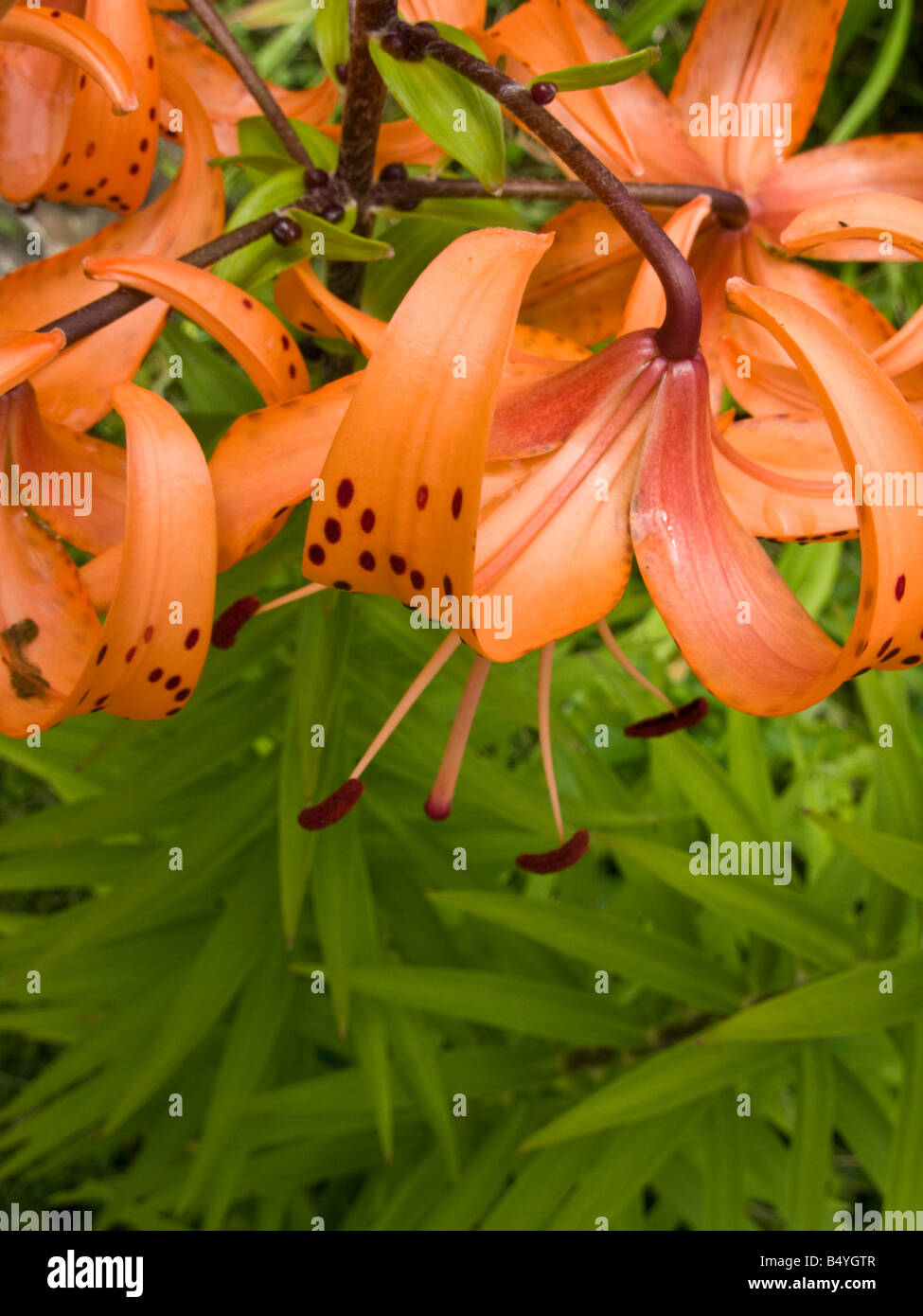 Tiger-Lilien in voller Blüte Stockfoto