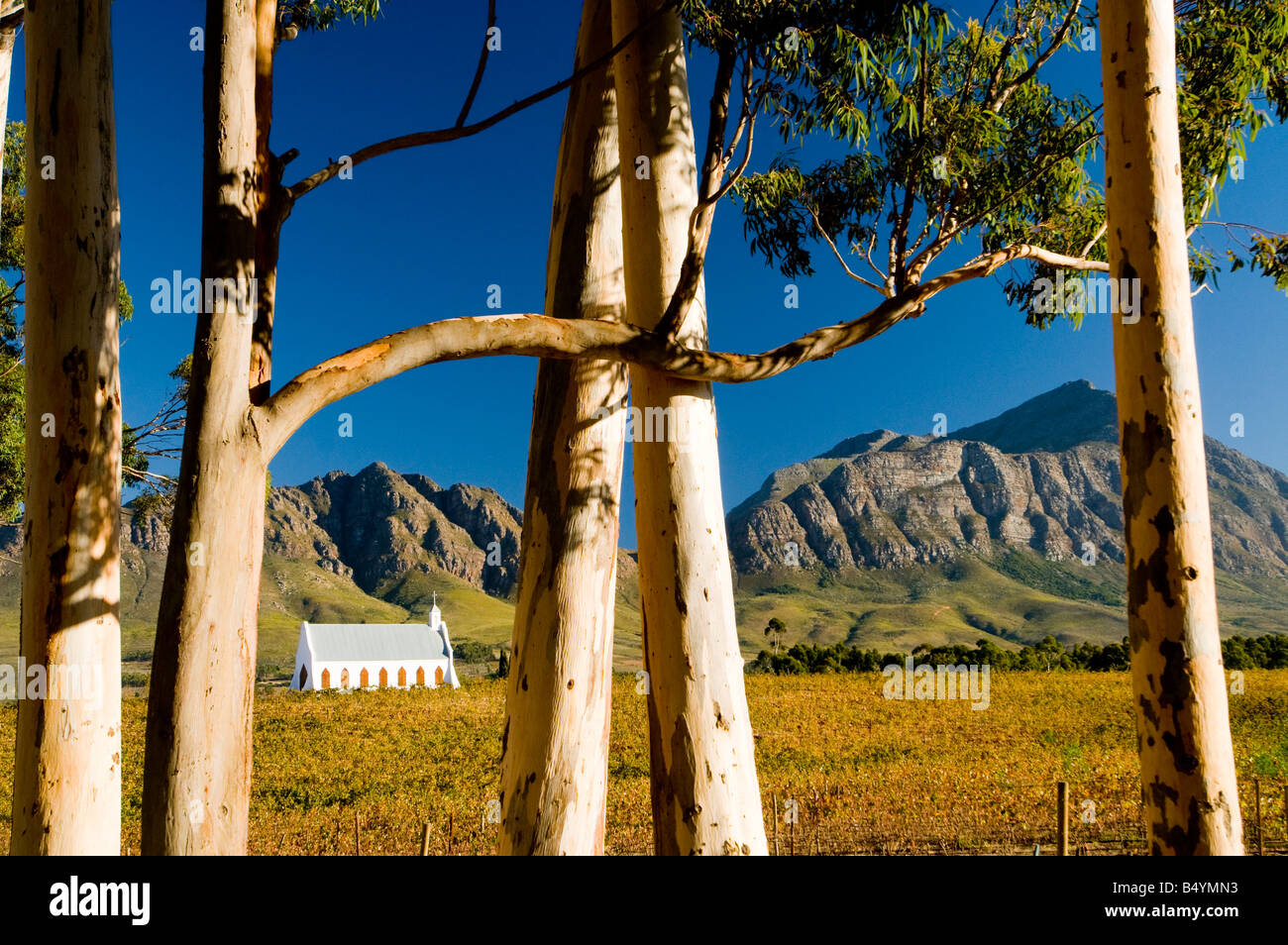 Kirche, Weinberge Montellier, Tulbagh, Western Cape, Südafrika Stockfoto