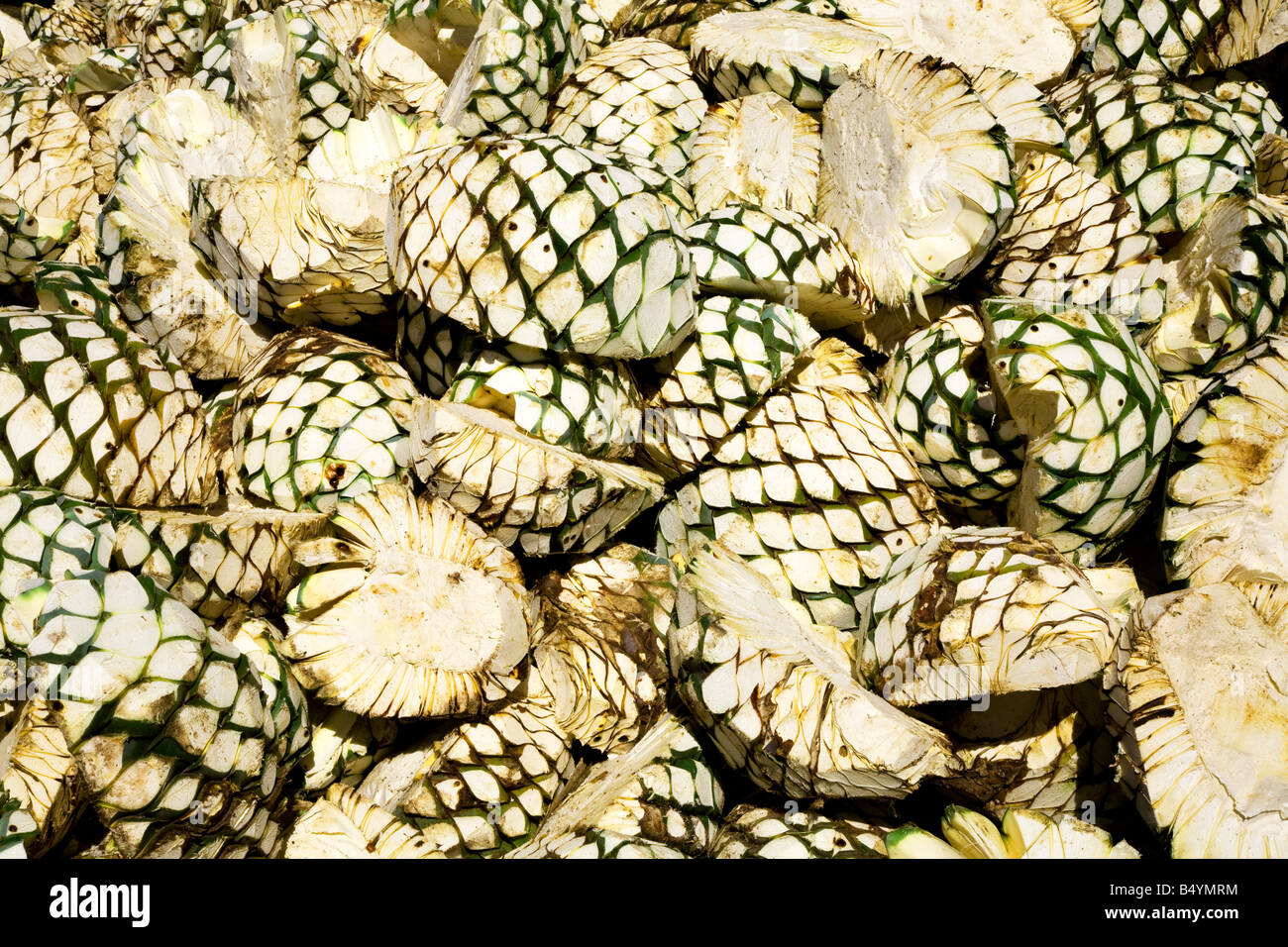 Agave Obst huften sich und warten auf Ofen bei Tequila Fabrik Guadalajara  Mexiko Stockfotografie - Alamy
