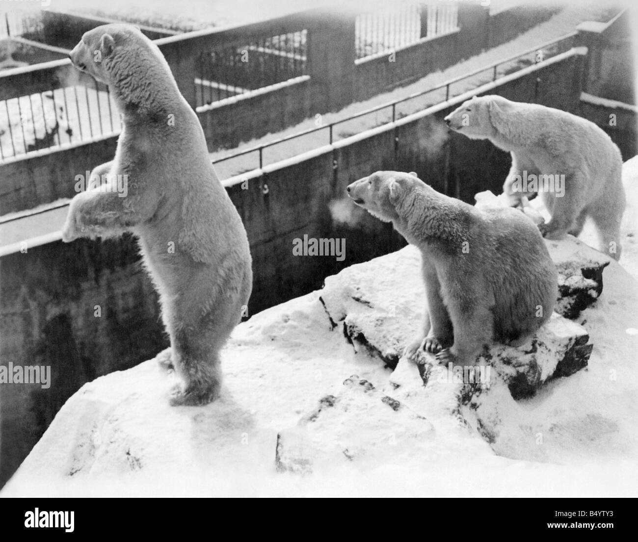 Tiere - Eisbären. März 1931 P000364 Stockfoto