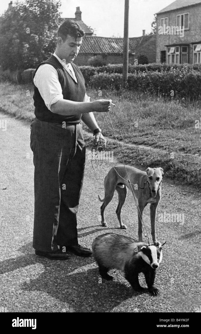 Brock den Dachs und Mick Windhund mit Mr. Harry Smith, in der Nähe seines Hauses am Cropwell Bishop, in der Nähe von Nottingham. Er hat nur sie für Thr täglichen Spaziergang genommen, wenn Foto aufgenommen wurde. Juli 1946 P000389 Stockfoto