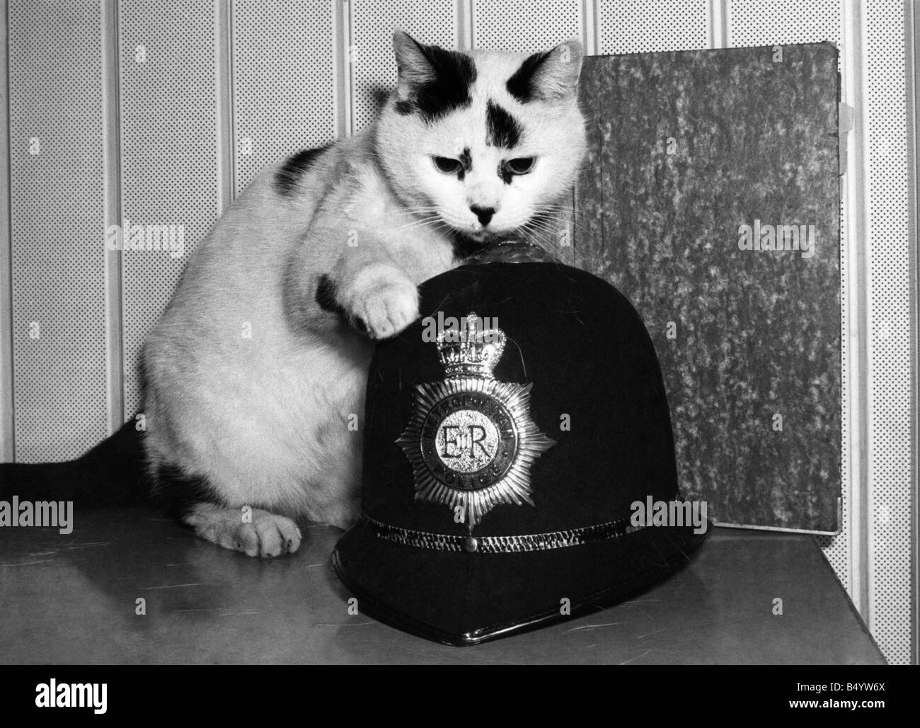 Tiere - Katzen. Obere Katze... Sylvester zu Hause. Januar 1983 P000466 Stockfoto Tiere - Katzen. Obere Katze... Sylvester zu Hause. Januar 1983 P000466 Stockfoto