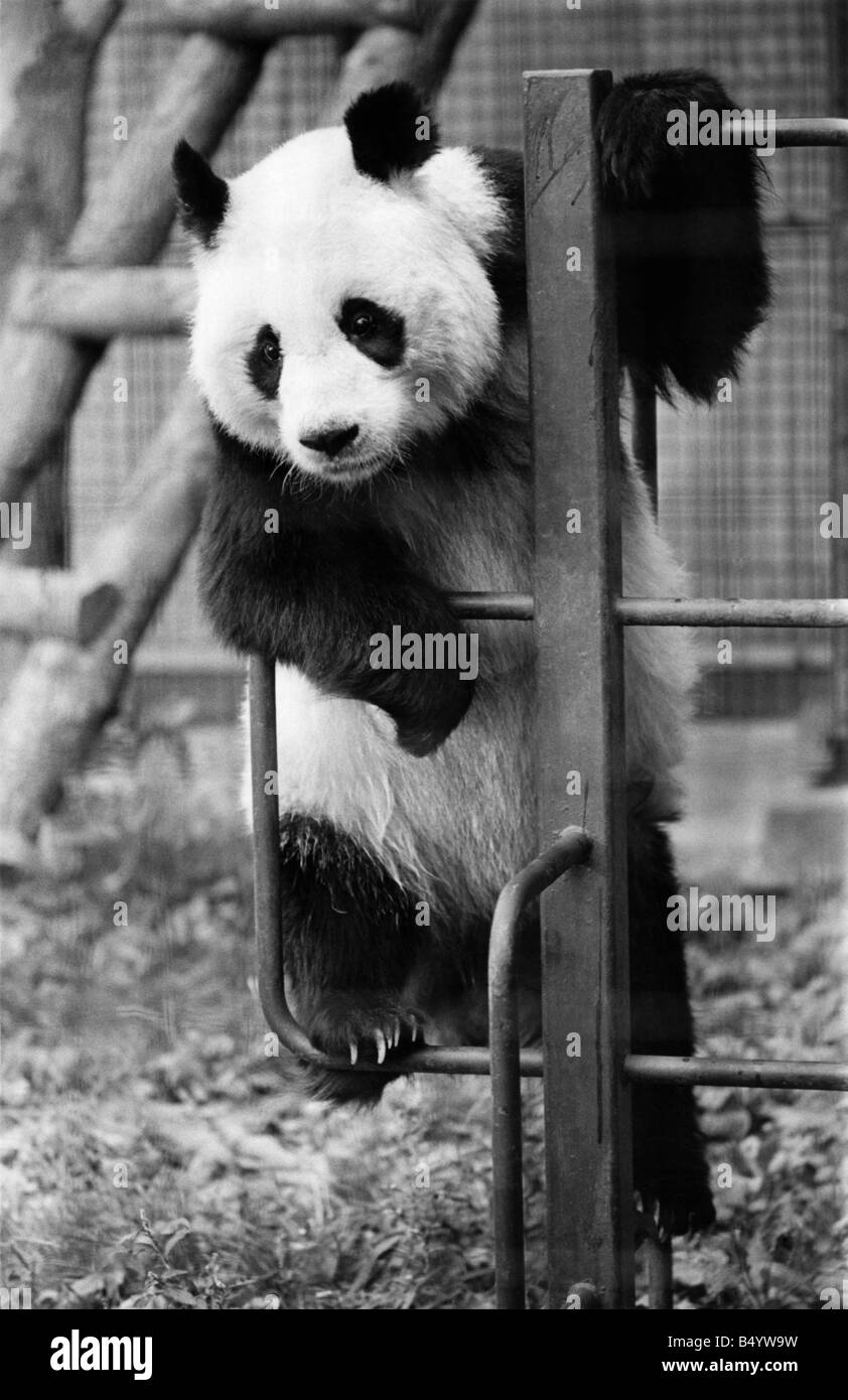 Tiere - Pandas. Ching-Ching herumhängen, spielt die Zeit des Wartens. September 1951 P000537 Stockfoto