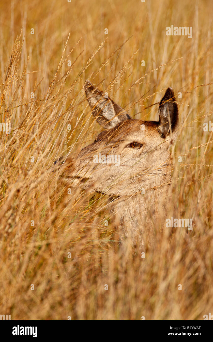 Rothirsch Cervus Elaphus Hind Gras suchen Warnung hautnah Richmond Park London Stockfoto