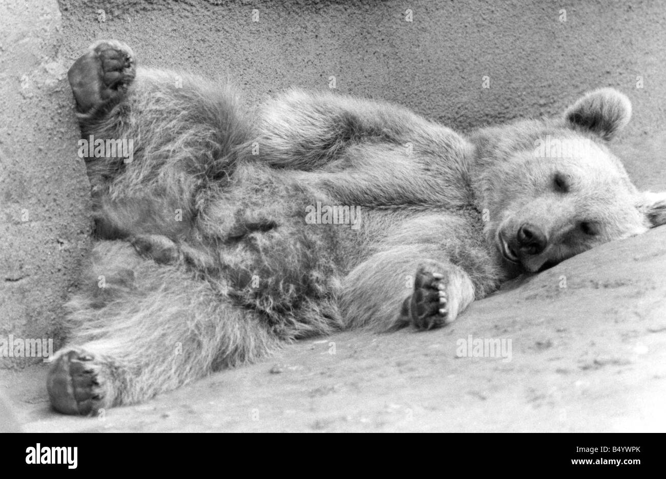 Zookie, der Braunbär hat auf Hochtouren weiter. Sie ist die Mutter der beiden achtzehn Monate alten Jungen im Londoner Zoo. Okt. Stockfoto