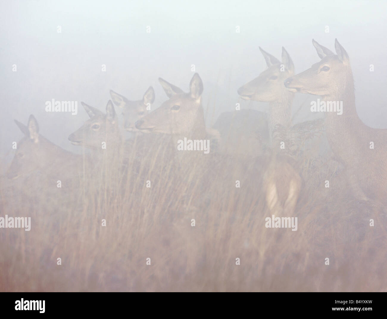 Rothirsch Cervus Elaphus Hinds stehen Warnung im frühen Morgennebel Richmond Park in London suchen Stockfoto