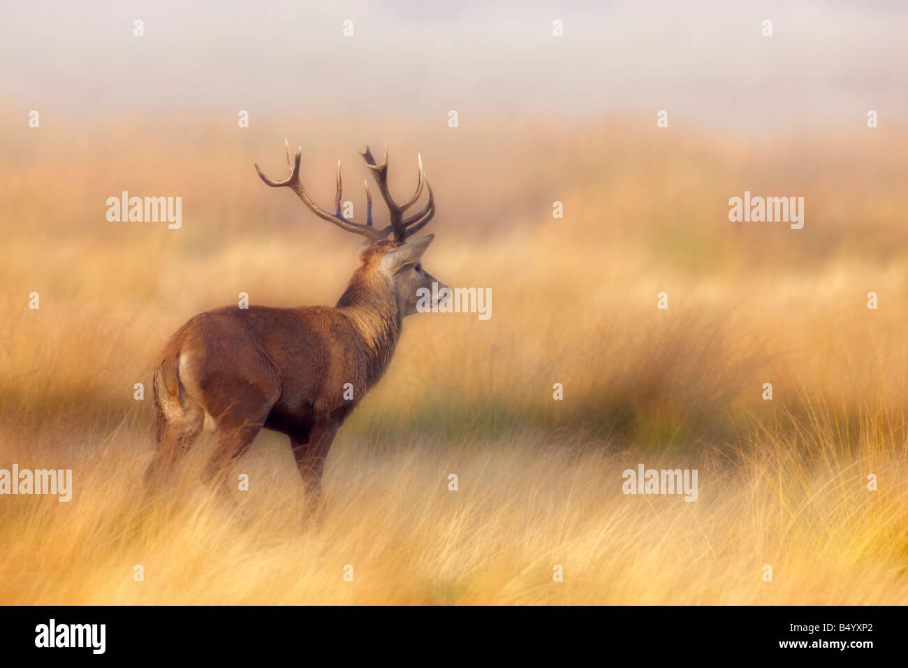 Rothirsch Cervus Elaphus Hirsch stehend alert Richmond Park in London suchen Stockfoto