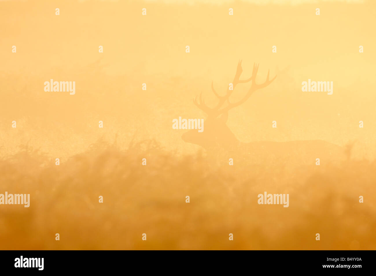 Rothirsch Cervus Elaphus Hirsch im Nebel bei Sonnenaufgang Richmond Park in London Stockfoto