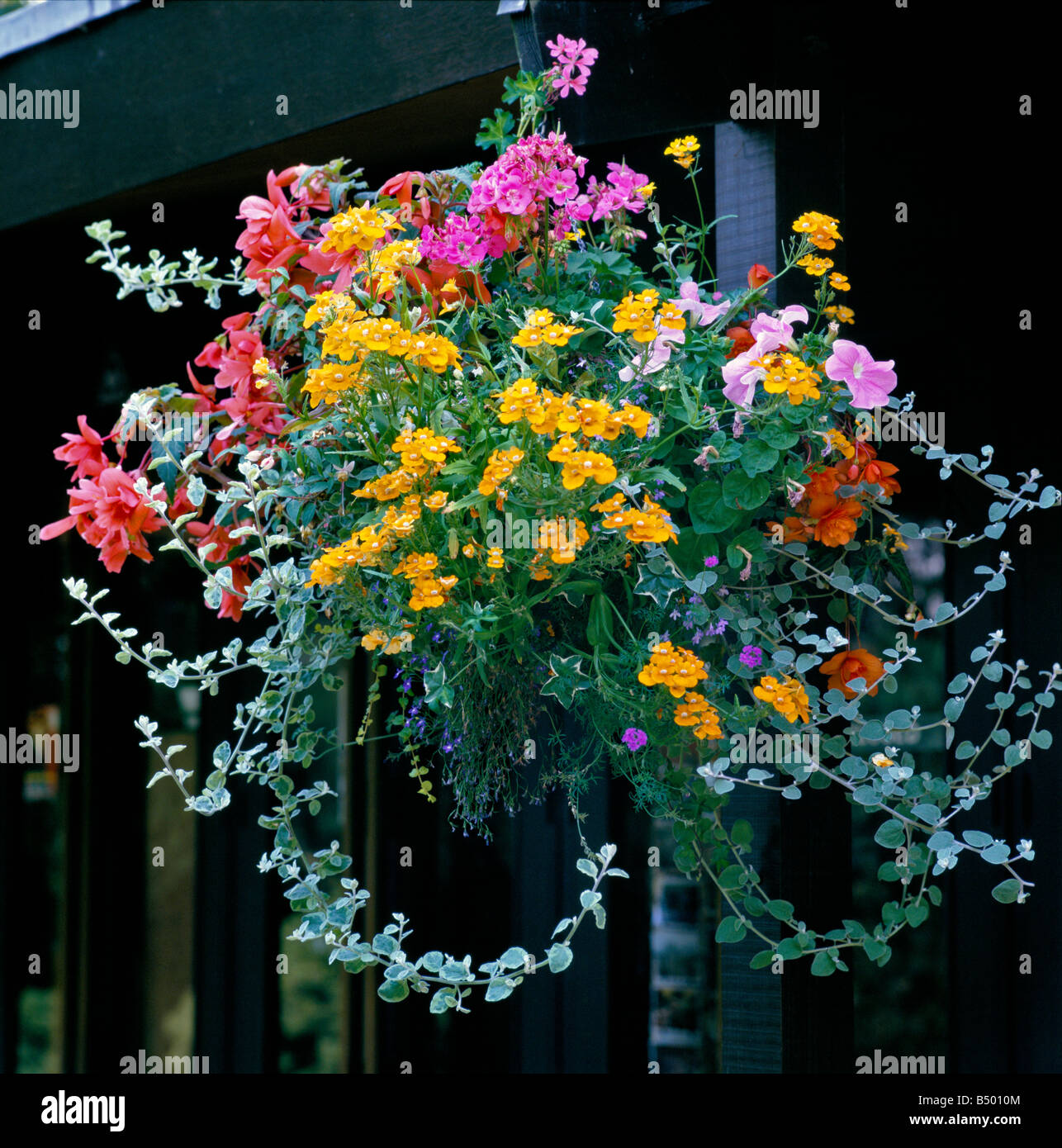 Hängende Blumenkorb mit gemischten Bepflanzung Stockfoto