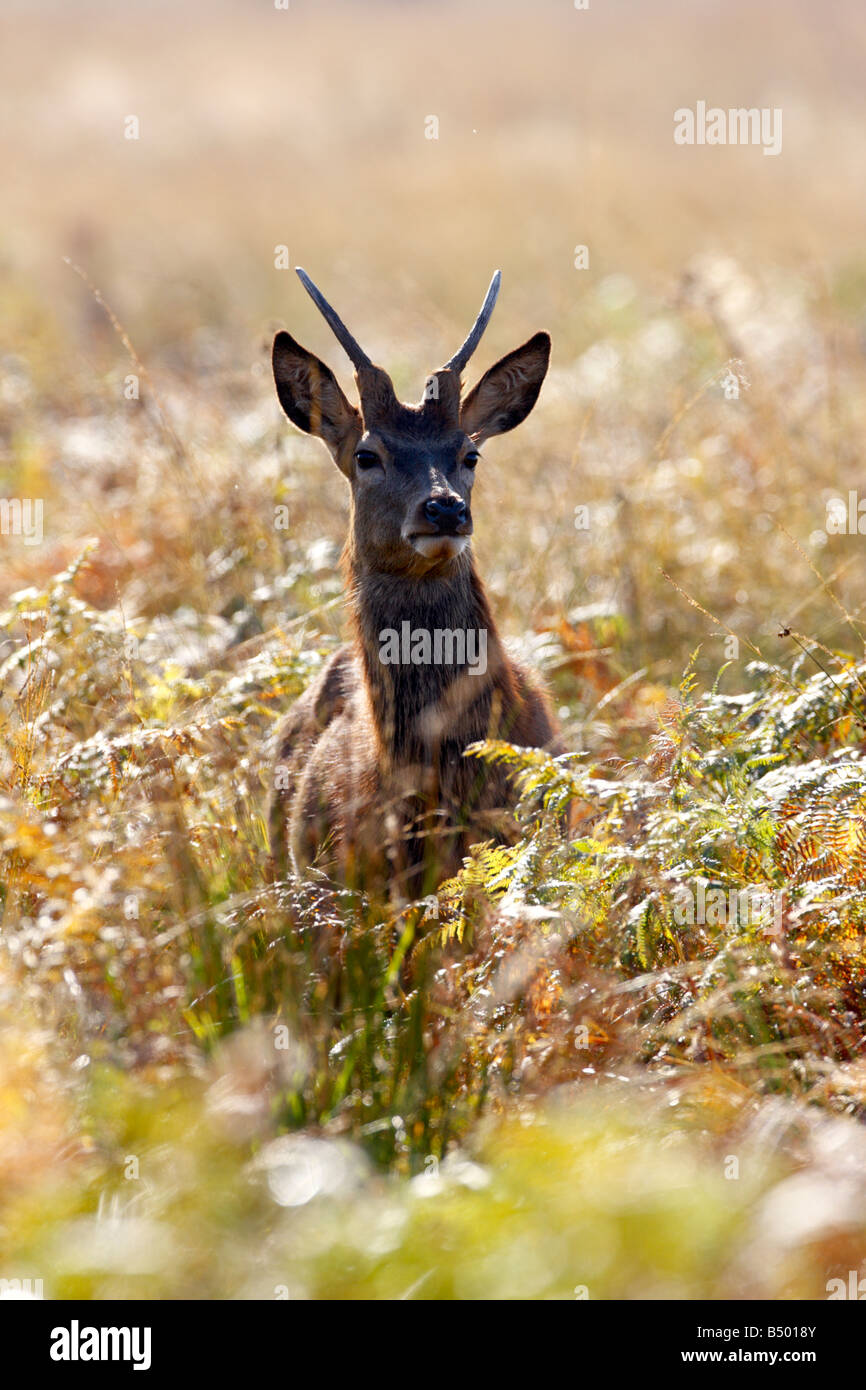 Rothirsch Cervus Elaphus junger Bock alert Richmond Park in London suchen Stockfoto
