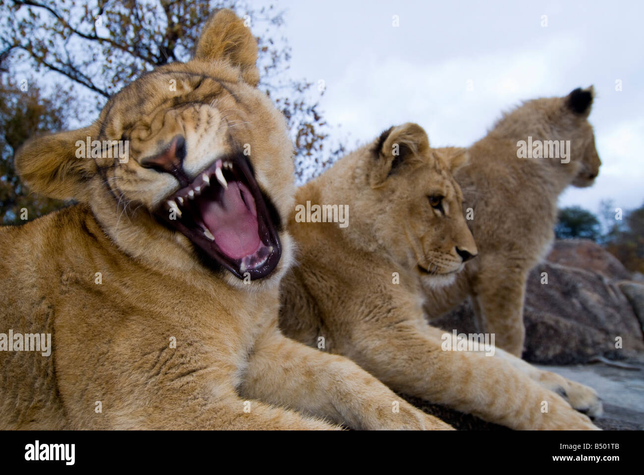 Löwen, Kruger National Park, Mpumalanga, Südafrika Stockfoto