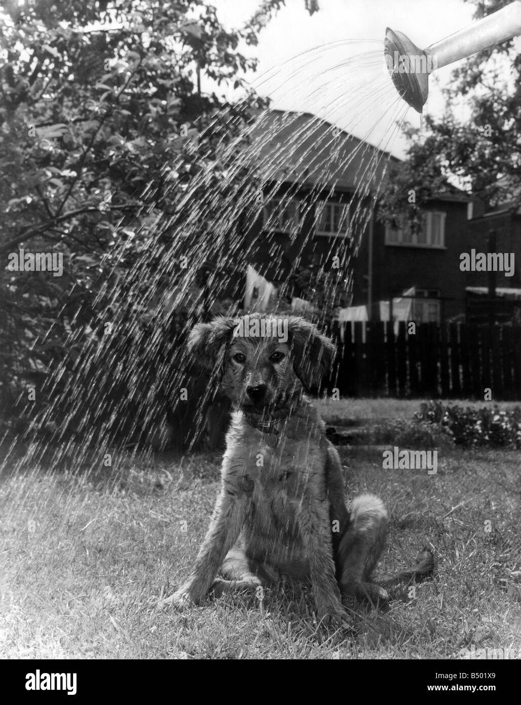 Hot-Dog - abgekühlt. 3 Monate alte Peggy, einen Welpen ihrer Herrin, die Bewässerung des Gartens an ihre Barkingside beobachtete home Esses heute (Do) und Filz es war heiß genug, um durch das Wasser abgekühlt werden. Mai 1965 P000360 Stockfoto