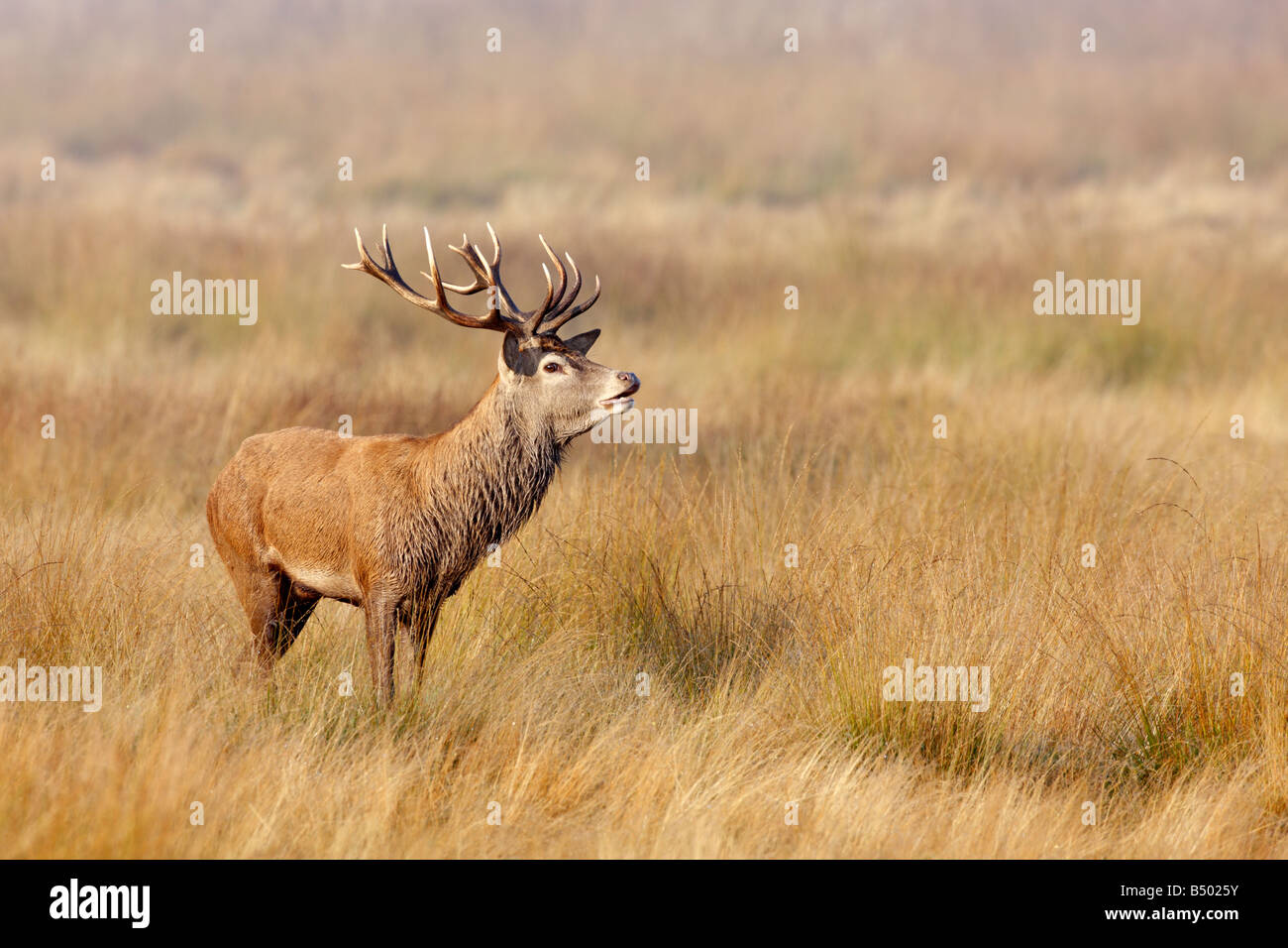 Rothirsch Cervus Elaphus Hirsch alert Richmond Park in London suchen Stockfoto