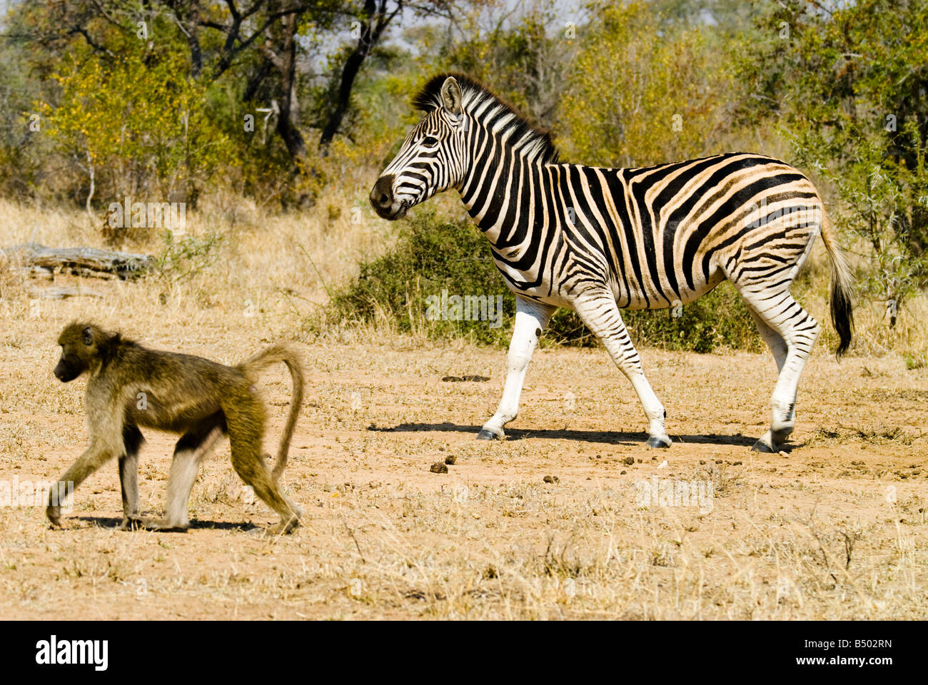 Zebra, Pavian, Krüger Nationalpark, Mpumalanga, Südafrika Stockfoto