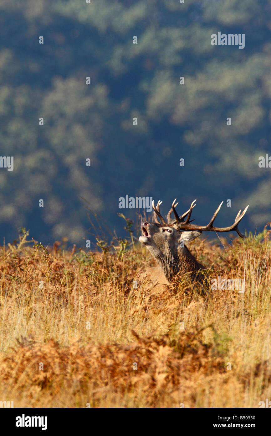 Rothirsch Cervus Elaphus Hirsch alert Richmond Park in London suchen Stockfoto