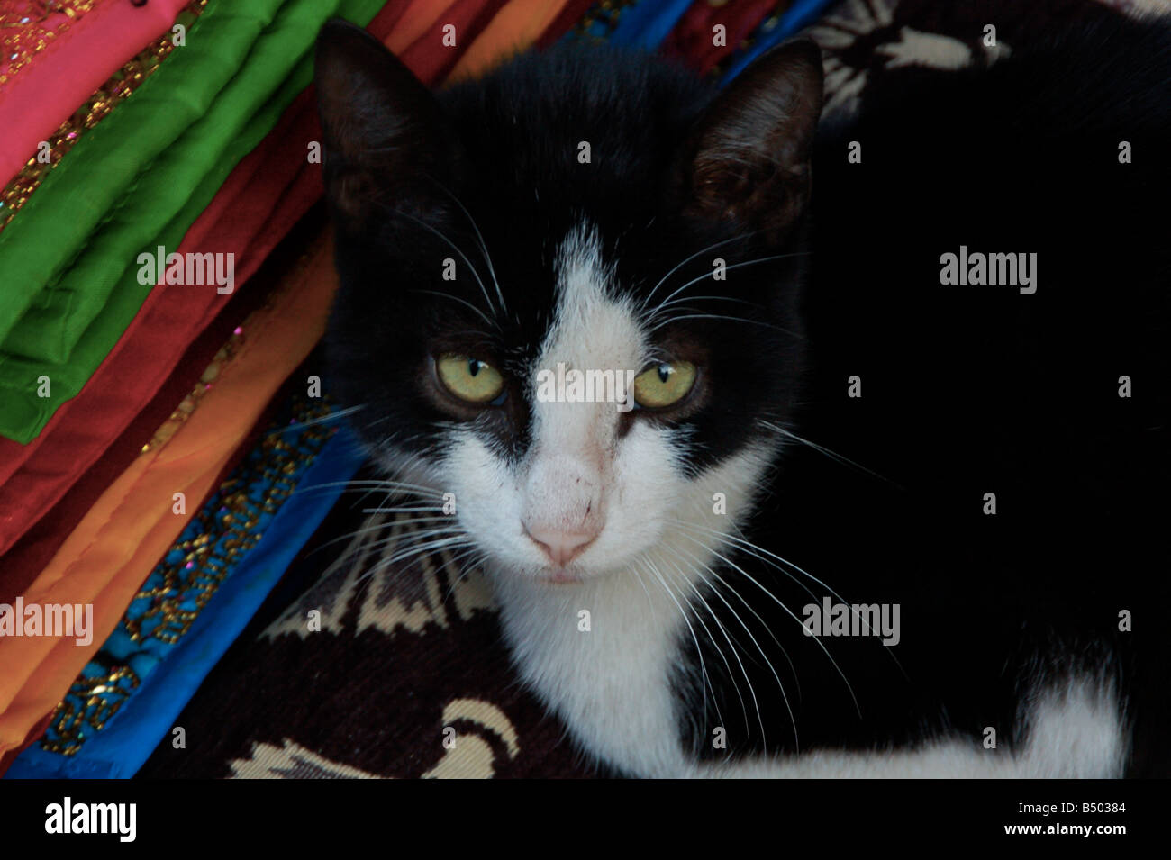 Eine Katze sitzt neben einem Haufen von Decken für den Verkauf auf dem großen Basar in Istanbul, Türkei. Stockfoto