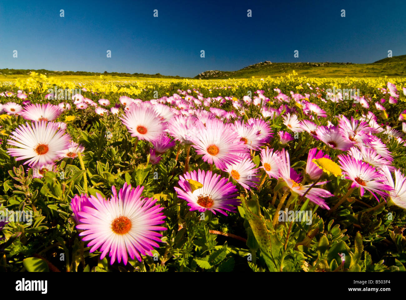 Frühling Blume Blüte im kargen Landschaft, Langebaan, West Coast National Park, Western Cape, Südafrika Stockfoto