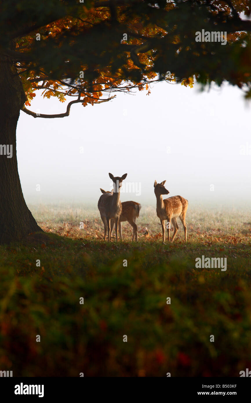 Rothirsch Cervus Elaphus Hinds Fütterung im nebligen Waldlichtung Richmond Park London Stockfoto