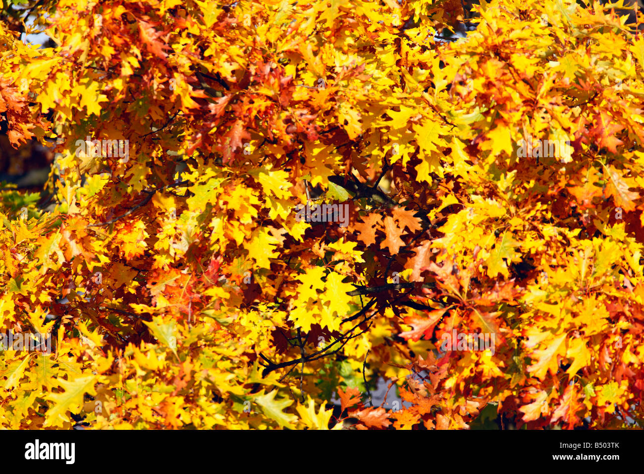 Herbst Blätter Richmond Park London Stockfoto