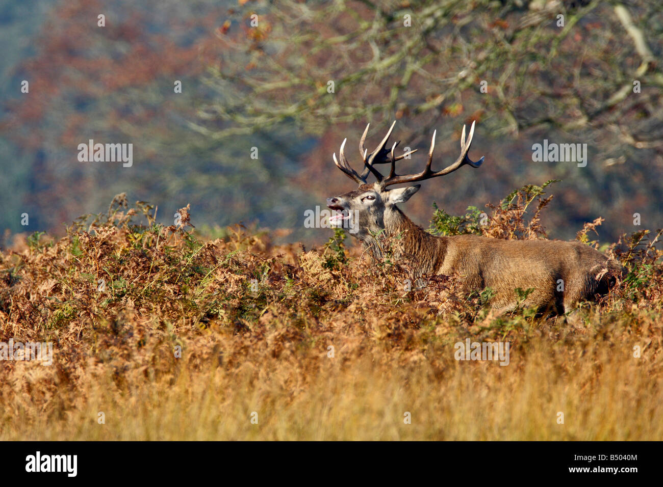 Rothirsch Cervus Elaphus Hirsch alert Richmond Park in London suchen Stockfoto