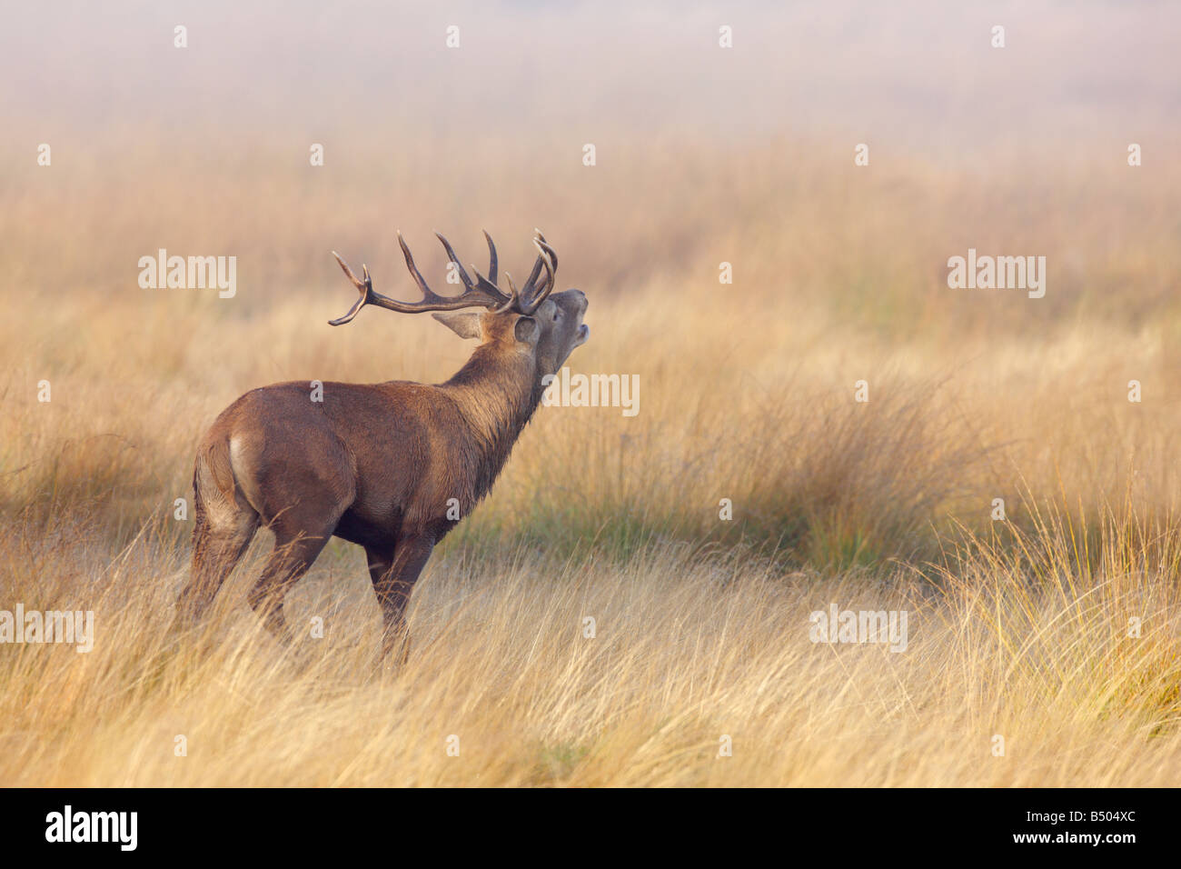 Rothirsch Cervus Elaphus Hirsch brüllen während der Brunftzeit Saison Richmond Park in London Stockfoto