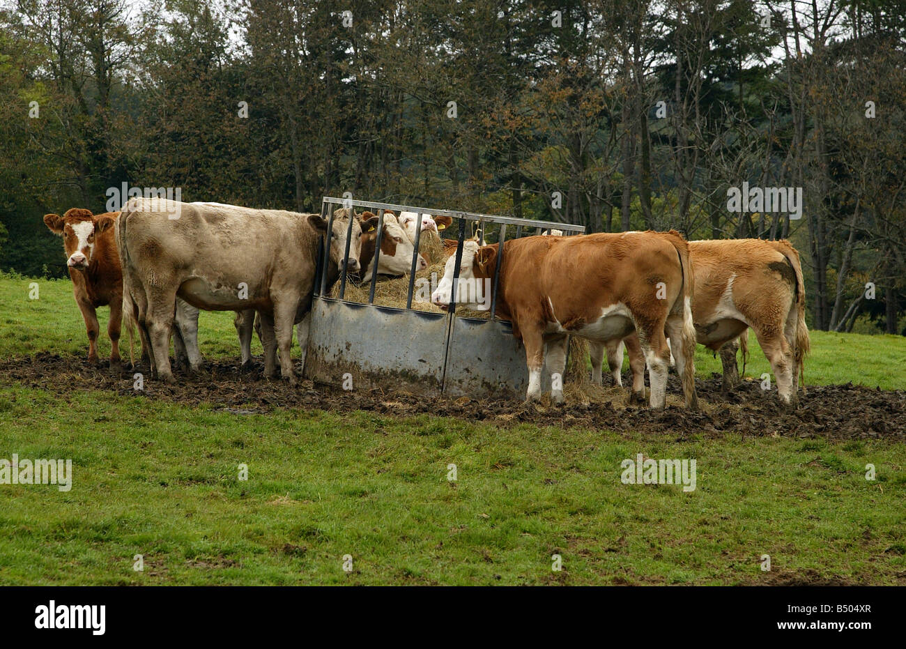 Rinder an einer Futterstelle Stockfoto