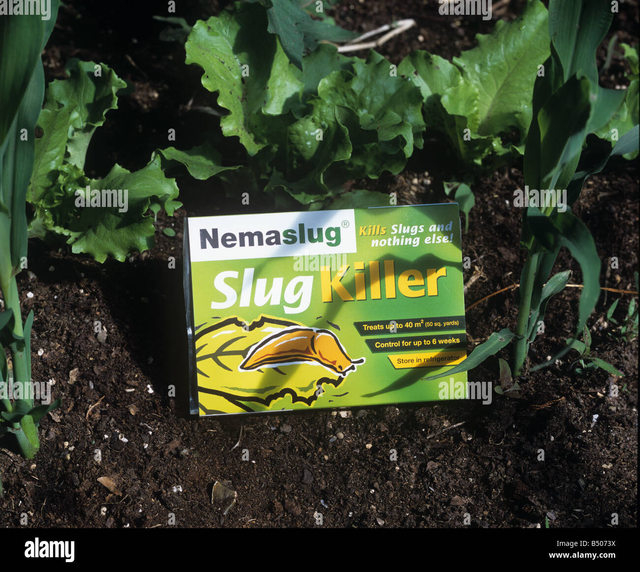 Nemaslug eine Packung Nematoden für die biologische Bekämpfung von Schnecken eingesetzt Stockfoto